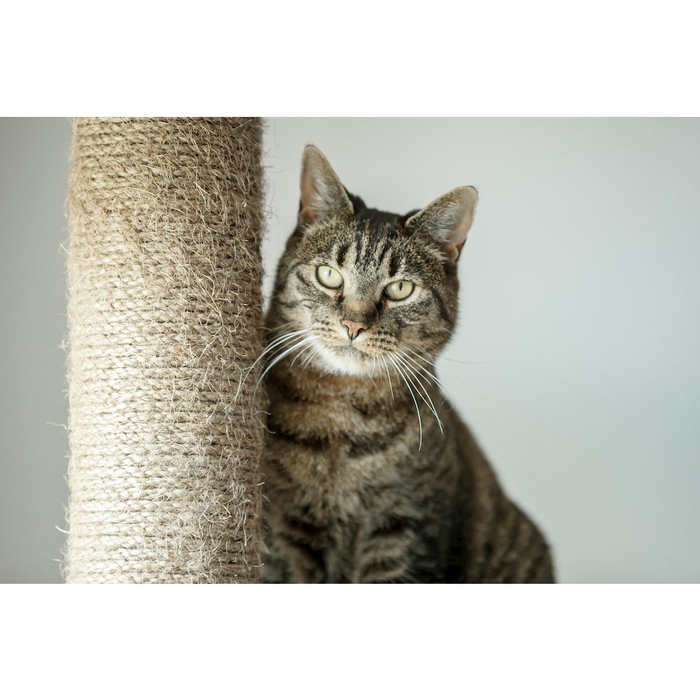 Altea Plush 3-Level 46.1" Cat Tree with Sisal Scratching Posts & Cat Toy, Gray